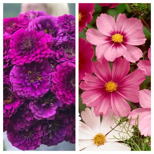 Zinnia Purple & Cosmos Mix Flower Seeds, Pack of 2