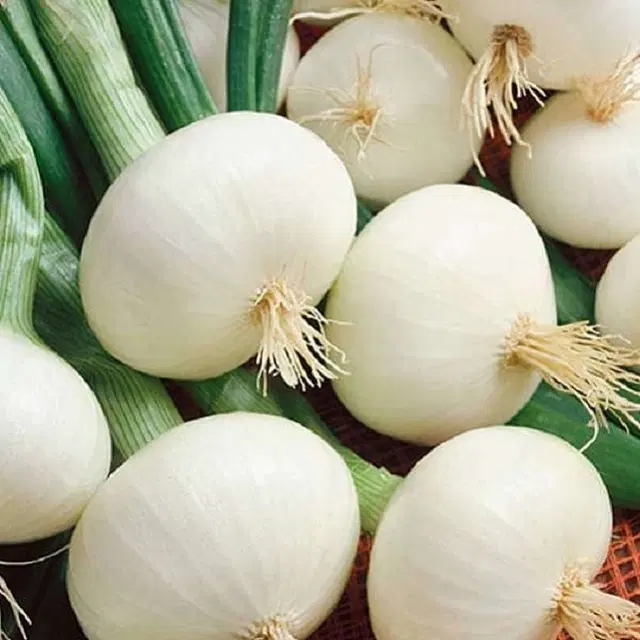Jignisha Seeds White Onion Seeds, White, Pack of 500