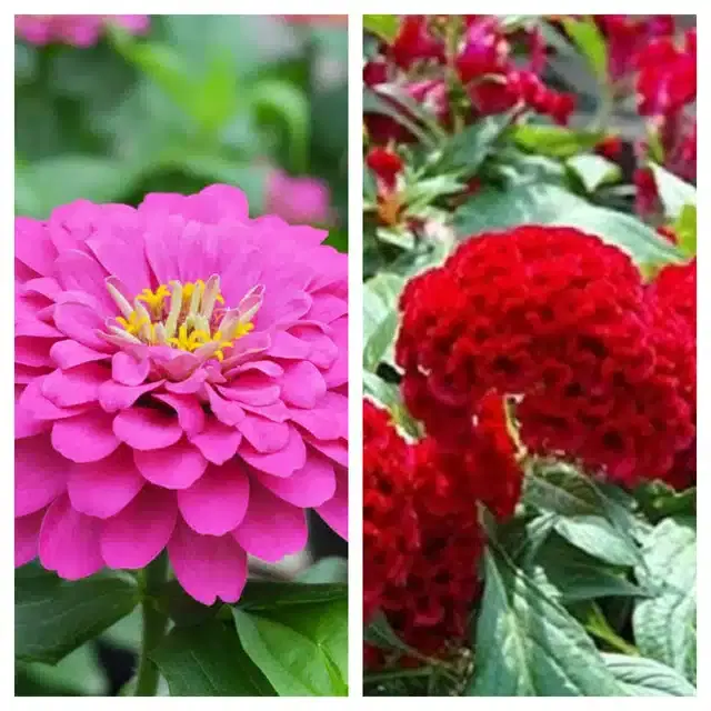 Zinnia Pink & Coskscomb Red Flower Seeds, Pack of 2