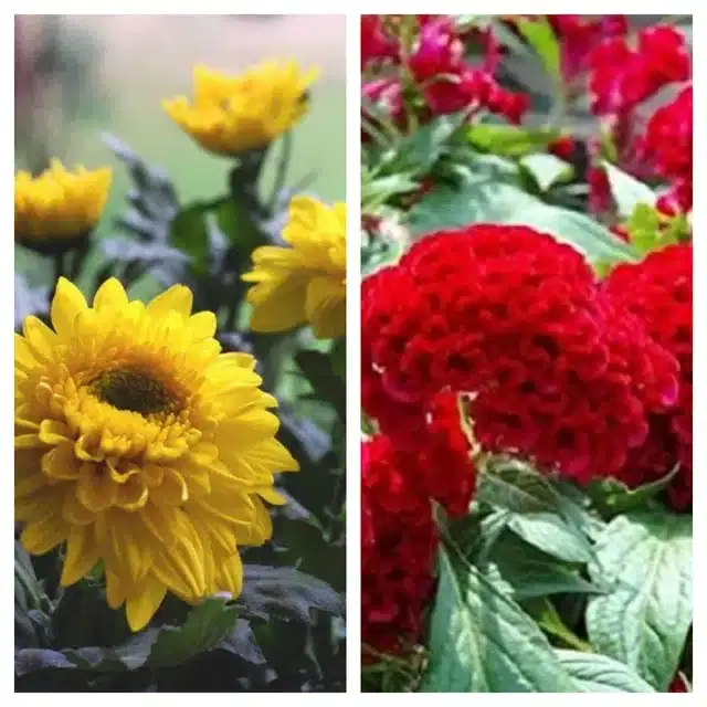 Chrysanthemum Yellow & Cockscomb Red Flower Seeds, Pack of 2