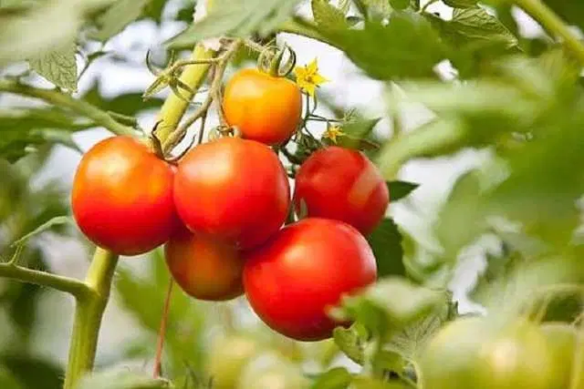 Desi Tomato Seeds, Pack Of 250 (J14