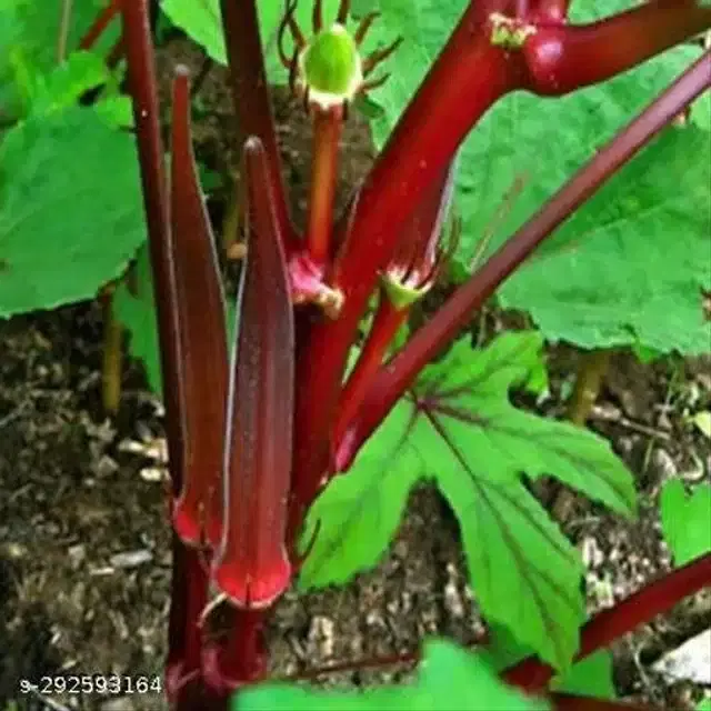 Red Okra Bhindi Lady Finger Hybrid Vegetable Seeds, Pack of 30