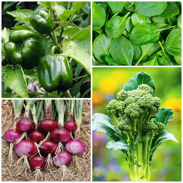 4 Variety of Vegetable Seeds, Combo of 4