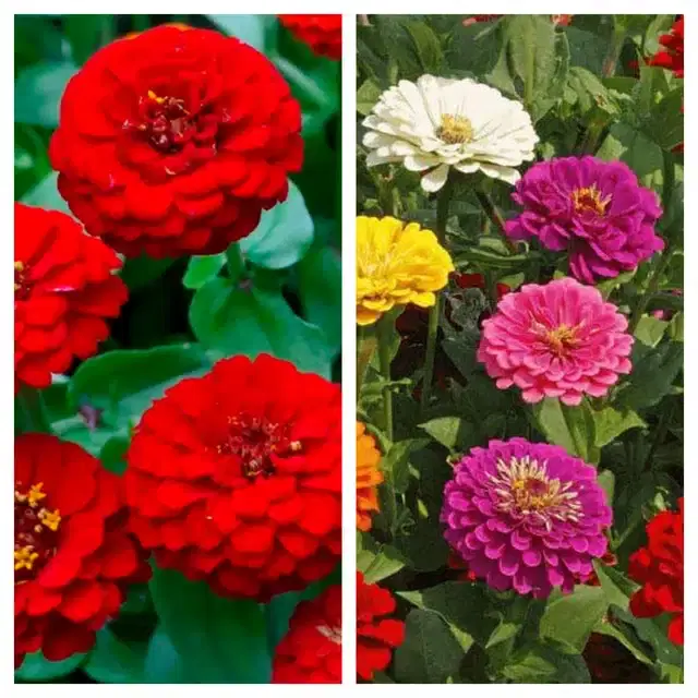 Zinnia Red & Zinnia Mix Flower Seeds, Pack of 2