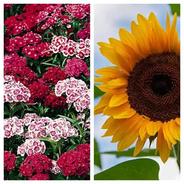 Sweet William & Sunflower Flower Seeds, Pack of 2