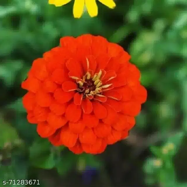 Zinnia Red Color Flower Hybrid Seeds, Pack of 30