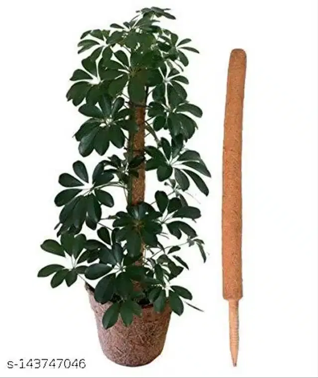 Wooden Moss Stick, Brown, 3 feet