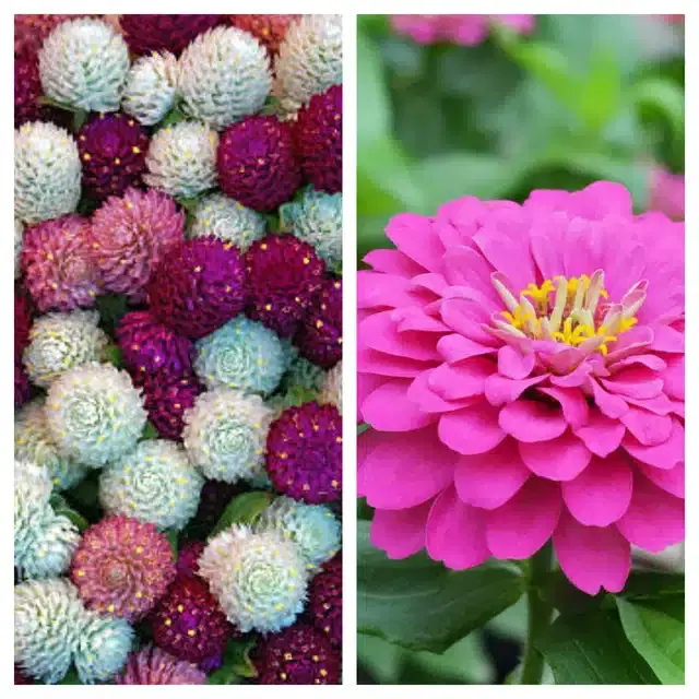 Gomphrena Mix & Zinnia Pink Flower Seeds, Pack of 2