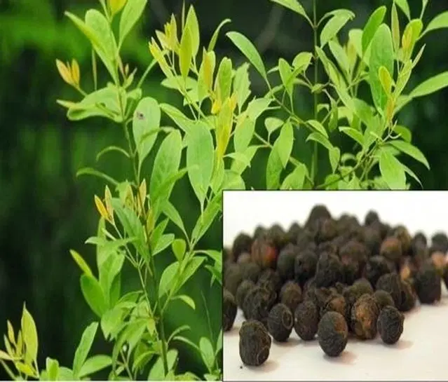 Jignisha Seeds White Sandalwood Tree Seeds, White, Pack of 10