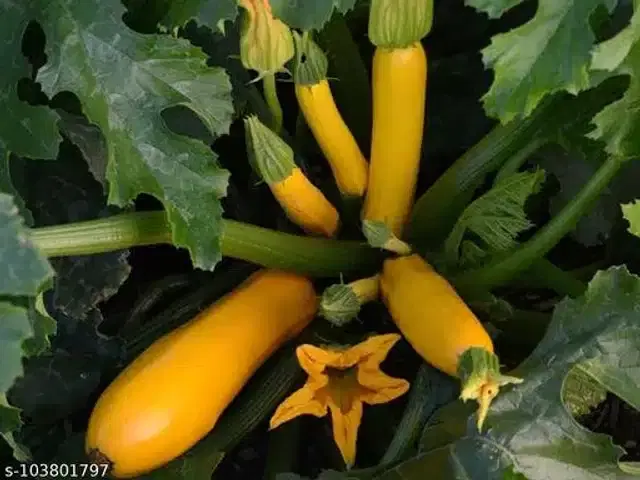 Exotic Zucchini Yellow Squash Vegetable Seeds, Pack of 10
