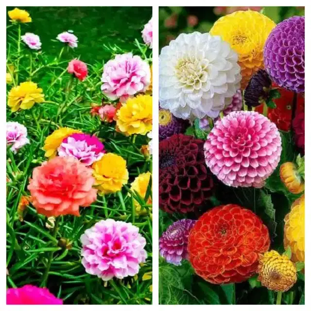 Petunia Mix & Dahlia Mix Flower Seeds, Pack of 2