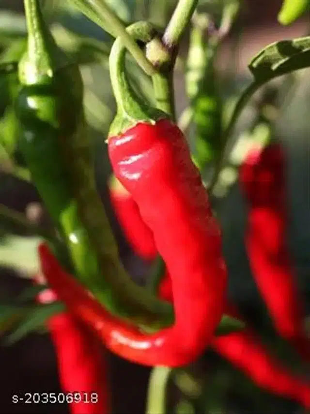 Chilli Pepper Jwala Hybrid Seeds, Pack of 50