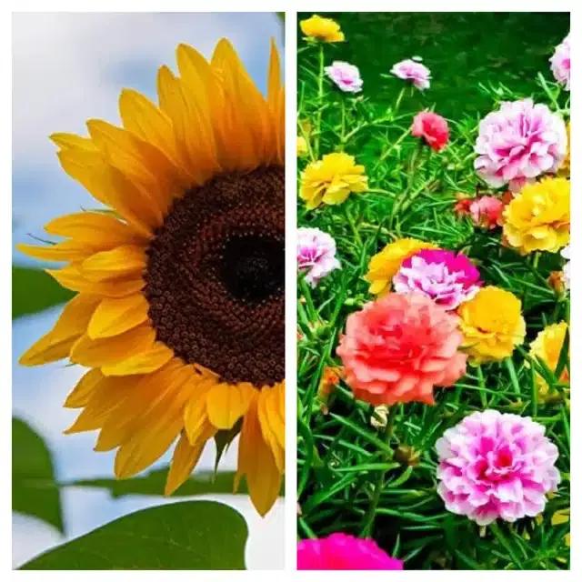 Sunflower & Portulaca Mix Flower Seeds, Pack of 2