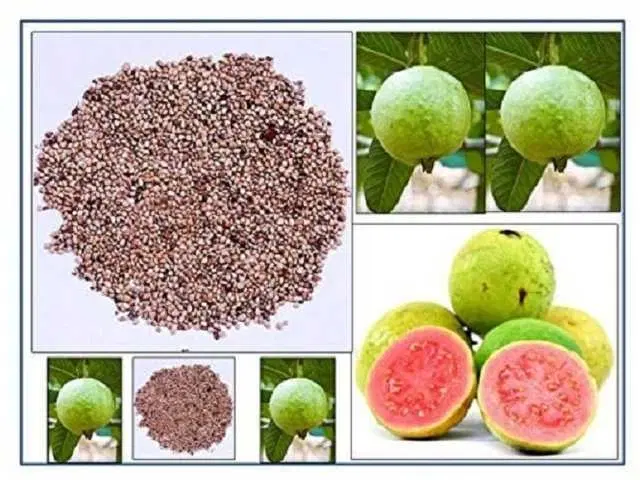 Recron Seeds of Hybrid Guava, Pack Of 50