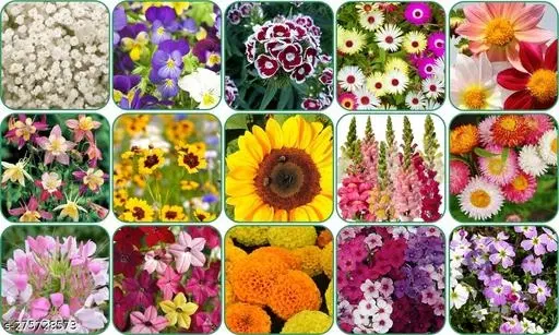Aero Seeds Combo of 15 variety flower seeds with instruction manual.