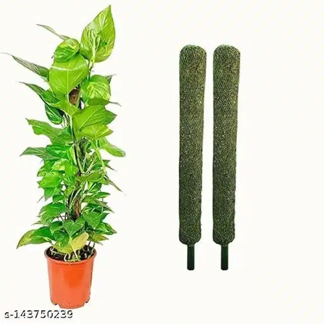 Wooden Moss Stick, Brown, 2 feet, Pack of 2