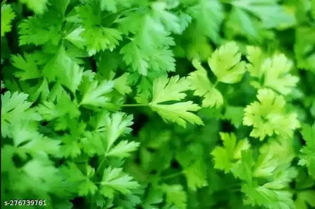 Parsley Vegetable Seeds, Pack of 100
