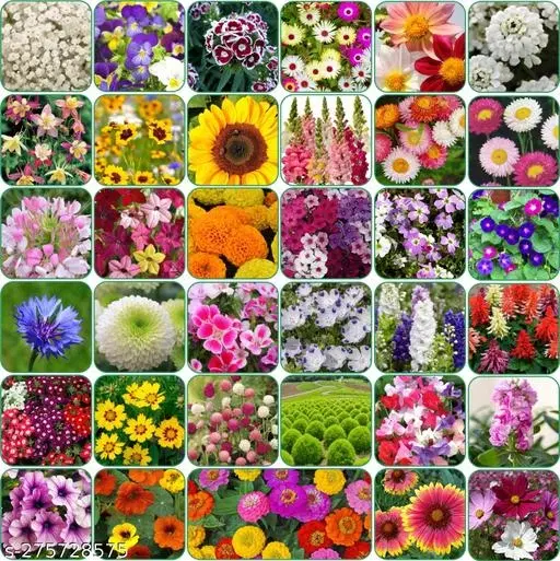 Aero Seeds Combo of 35 variety flower seeds with instruction manual.