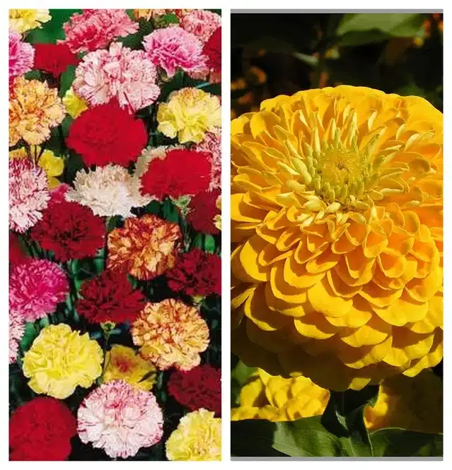 Carnation Mix & Zinnia Yellow Flower Seeds, Pack of 2