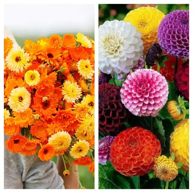 Calendula Mix & Dahlia Mix Flower Seeds, Pack of 2