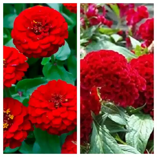 Zinnia Red & Coskscomb Red Flower Seeds, Pack of 2