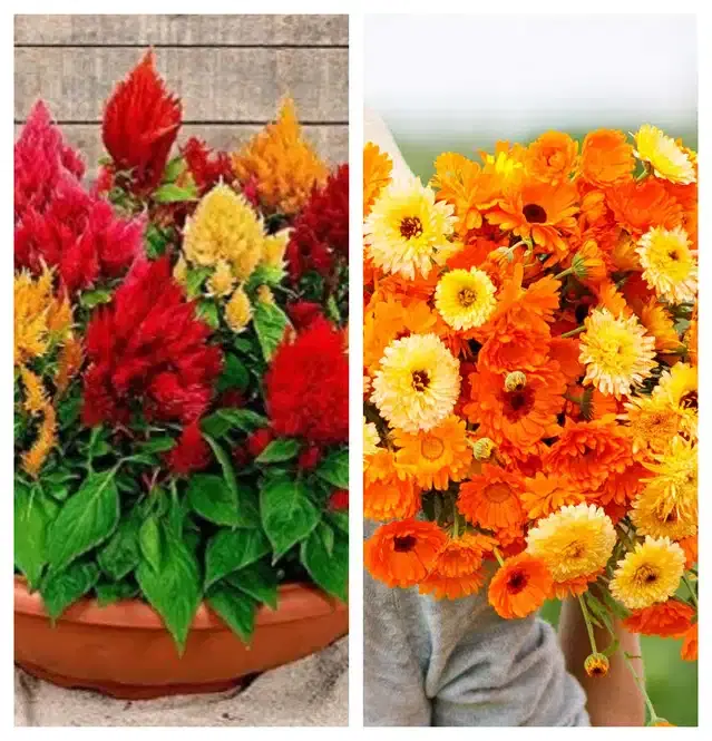 Celosia Mix & Calendula Flower Seeds, Pack of 2