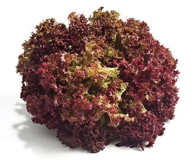 Red Lettuce Vegetable Seeds, Pack of 50