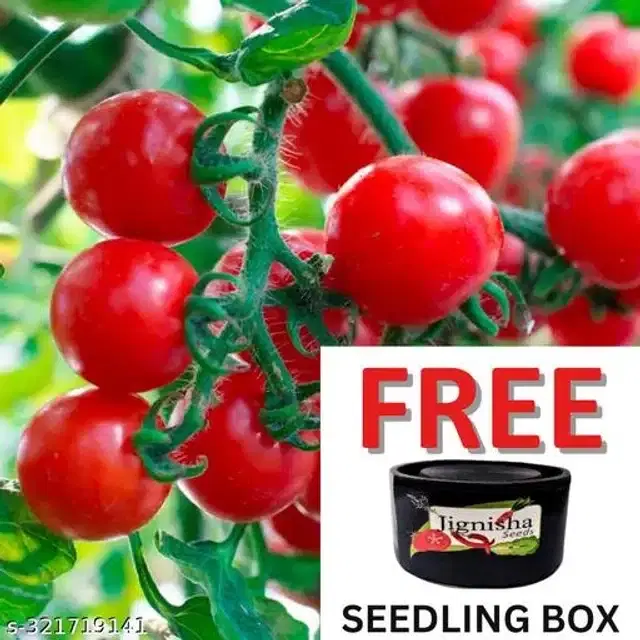 Red Ruby Cherry Tomato Vegetable Plant Seeds, Pack of 50