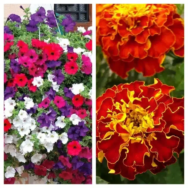 Petunia Mix & Marigold French Flower Seeds, Pack of 2
