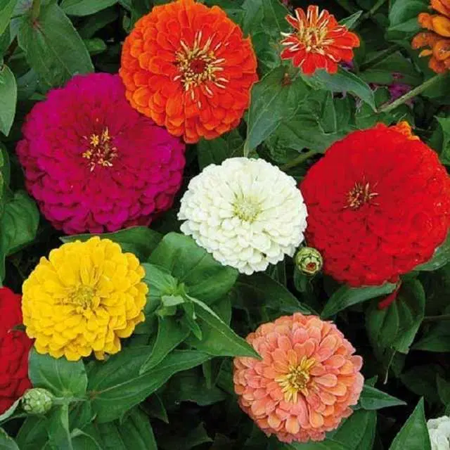 Seeds of Zinnia Lilliput Mix Flower, Pack Of 30