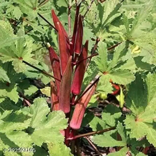 Red Okra Bhindi Lady Finger Hybrid Vegetable Seeds, Pack of 30