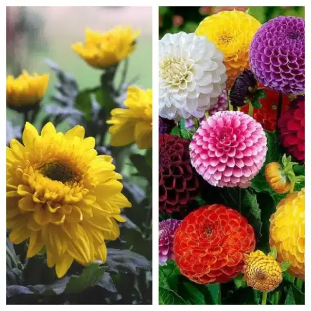 Chrysanthemum Yellow & Dahlia Mix Flower Seeds, Pack of 2