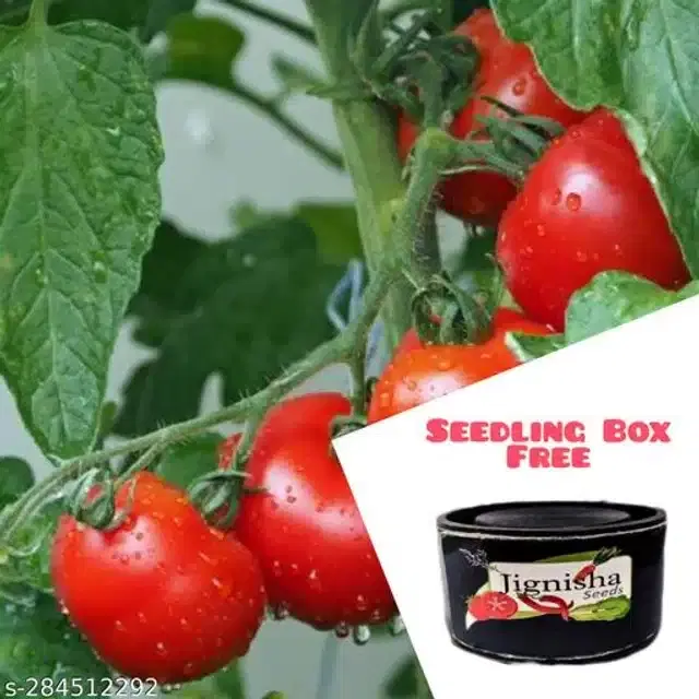 Red Cherry Tomato Vegetable Seeds, Pack of 50