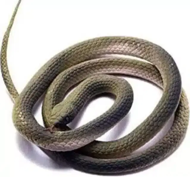 Realistic Rubber Snake Toy for Kids, Brown