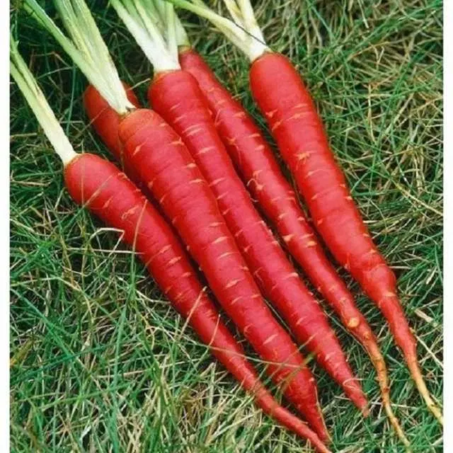 Recron Seeds of Hybrid Carrot Vegetable, Pack Of 50