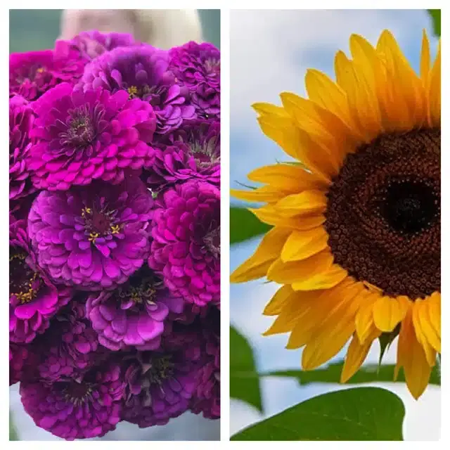 Zinnia Purple & Sunflower Flower Seeds, Pack of 2