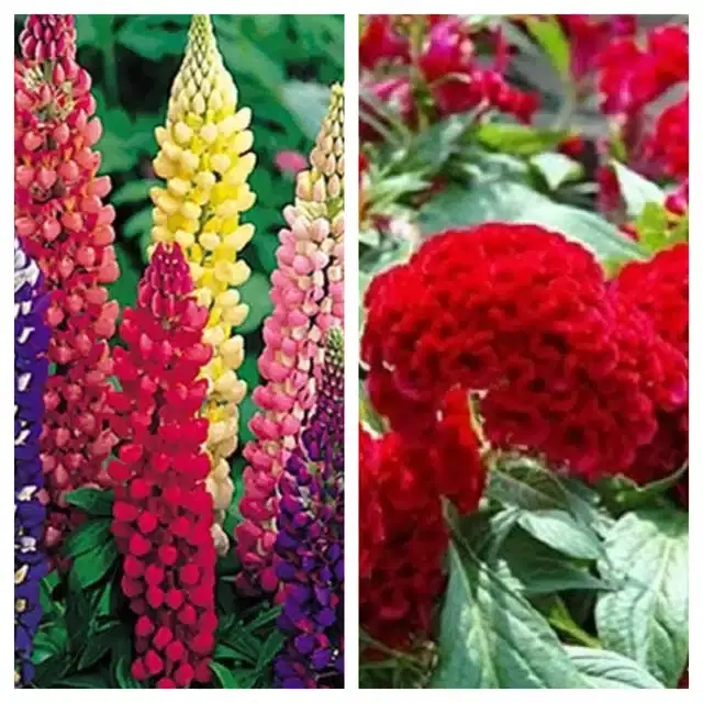 Lupine Mix & Cockscomb Red Flower Seeds, Pack of 2