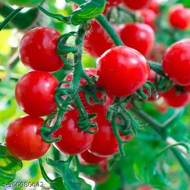 Red Ruby Cherry Tomato Vegetable Seeds, Pack of 50