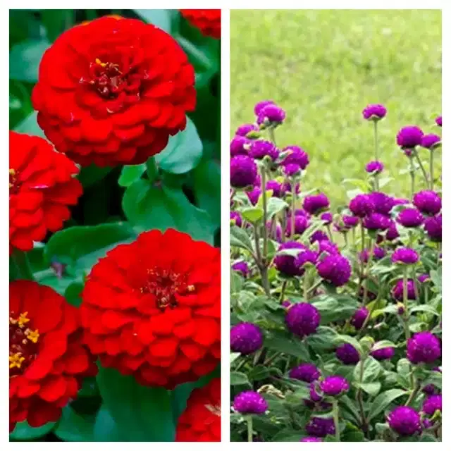 Zinnia Red & Gomphrena Purple Flower Seeds, Pack of 2