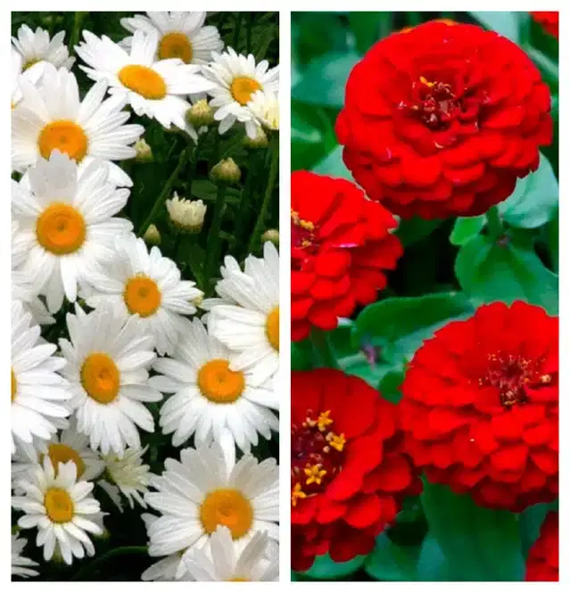 Daisy Mix & Zinnia Red Flower Seeds, Pack of 2