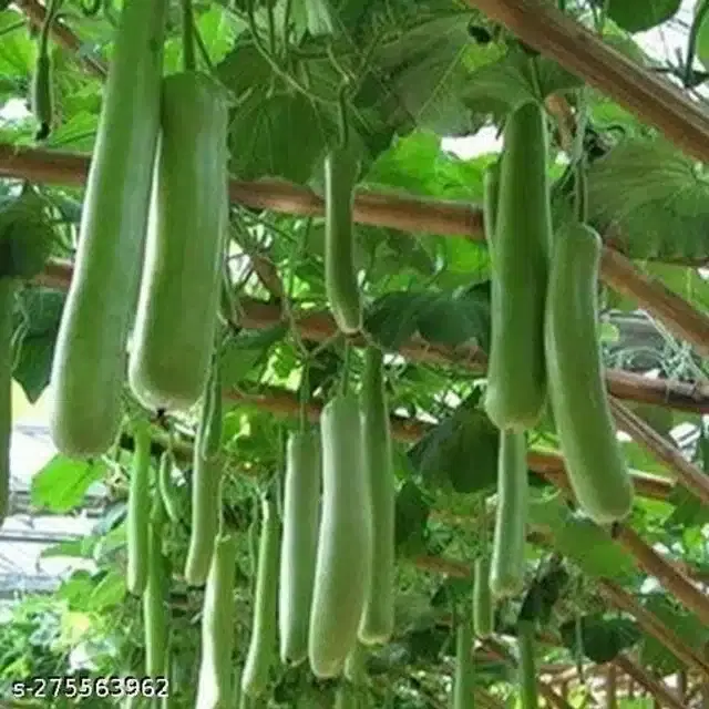 Desi Green Brinjal Vegetable Seeds, Pack of 50