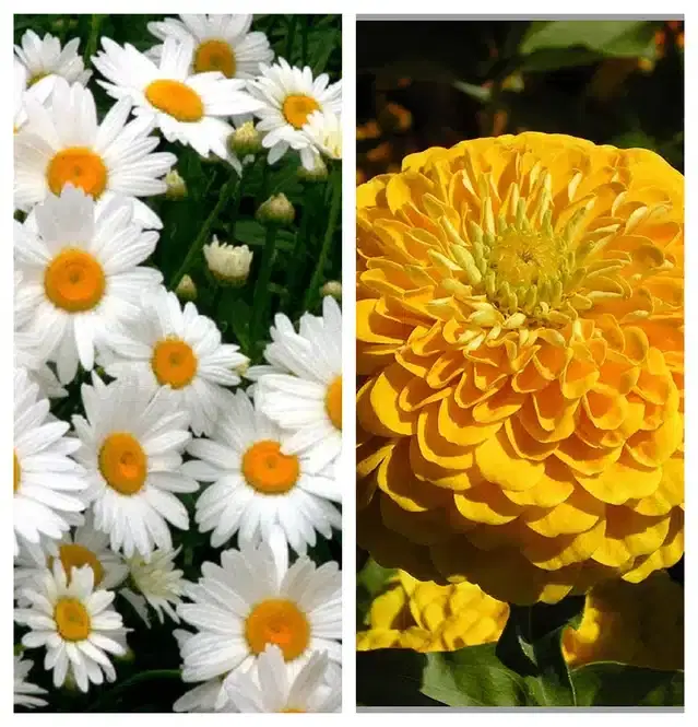Daisy Mix & Zinnia Yellow Flower Seeds, Pack of 2