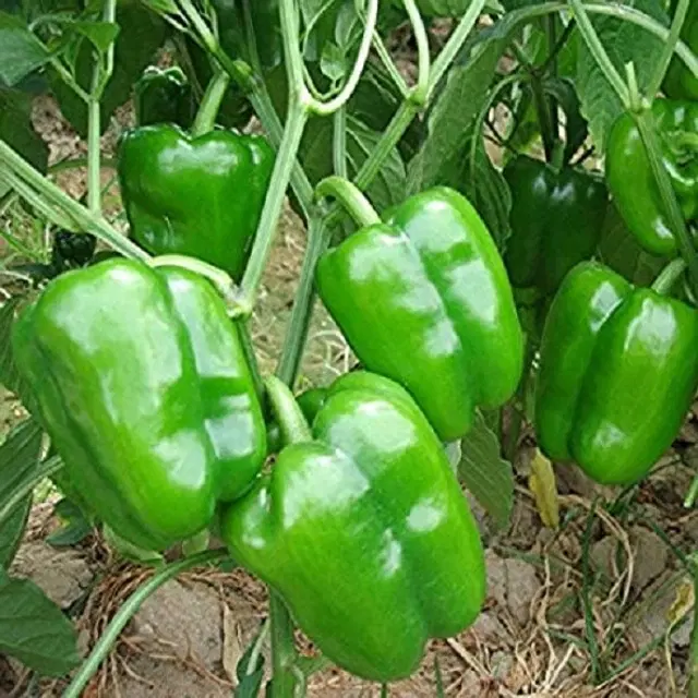 Jignisha Seeds Capsicum Seeds, Green, Pack of 50