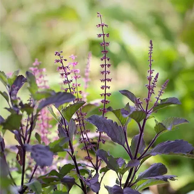 Jignisha Seeds Tulsi, Basil Herb Seeds, Purple, Pack of 100