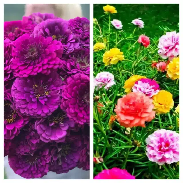 Zinnia Purple & Portulaca Mix Flower Seeds, Pack of 2