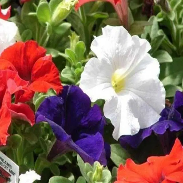 Petunia Mix Seeds, Pack Of 30