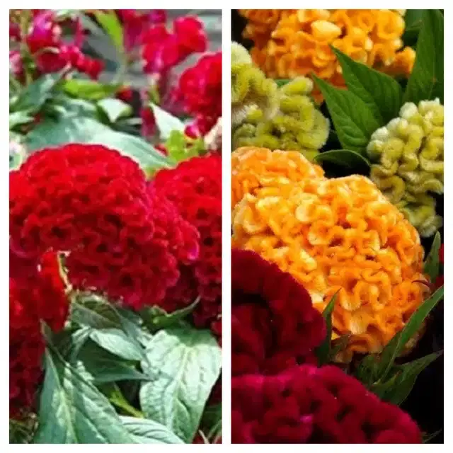 Cockscomb Red & Cosckscomb Mix Flower Seeds, Pack of 2