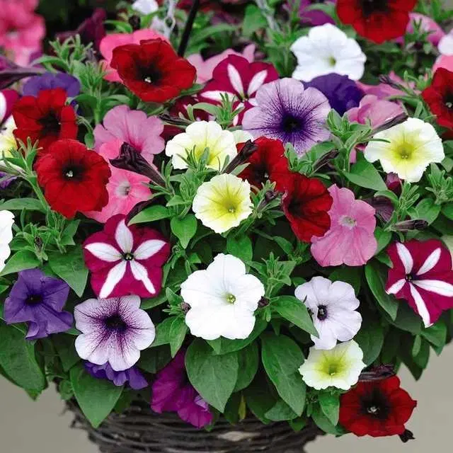 Recron Seeds of Petunia Flower, Pack Of 30
