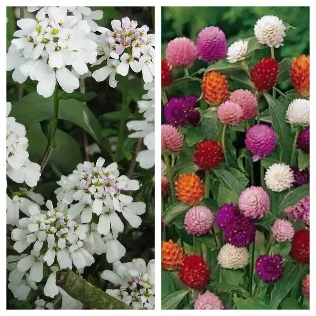 Candytuft Flower & Gomphrena Mix Flower Seeds, Pack of 2