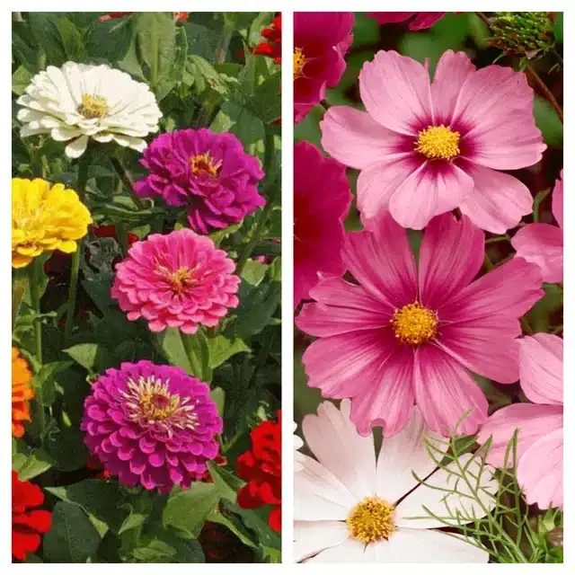 Zinnia Mix & Cosmos Mix Flower Seeds, Pack of 2